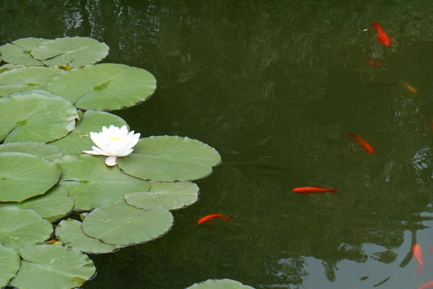 荷花小魚(yú).jpg